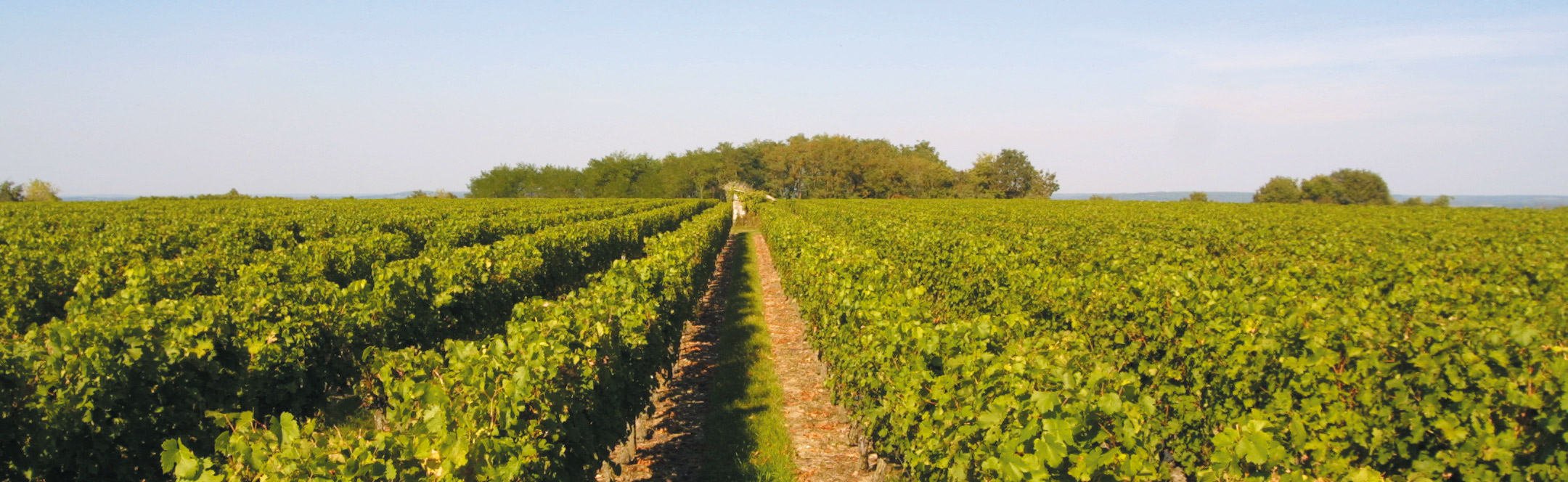 Les vignes du Domaine de l'Eté Les vignes du Domaine de l'Eté