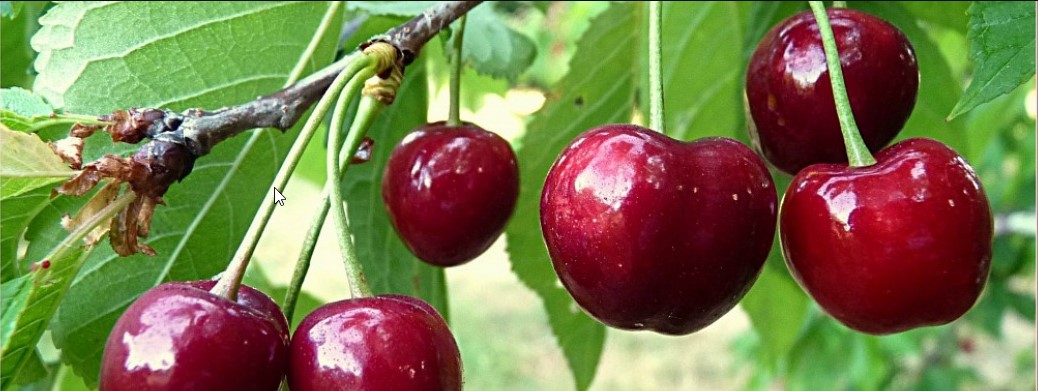 Les cerises du verger du Domaine de l'été